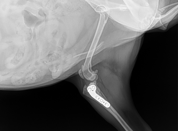 2 - TPLO 2.0 Mixed Breed Dog 5kg by Dr. Jeff Mayo