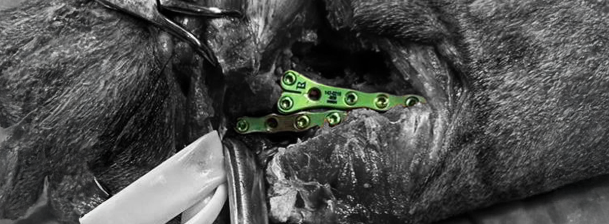 Blog Banner - Complex Pelvic Fracture in a Cat – Stabilized with LeiLOX Implants I Rita Leibinger