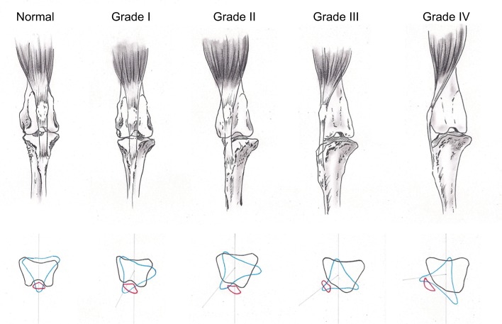 Grading of patellar luxation in dogs
