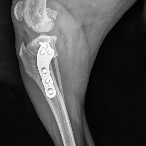 TPLO Swing_Yves Samoy