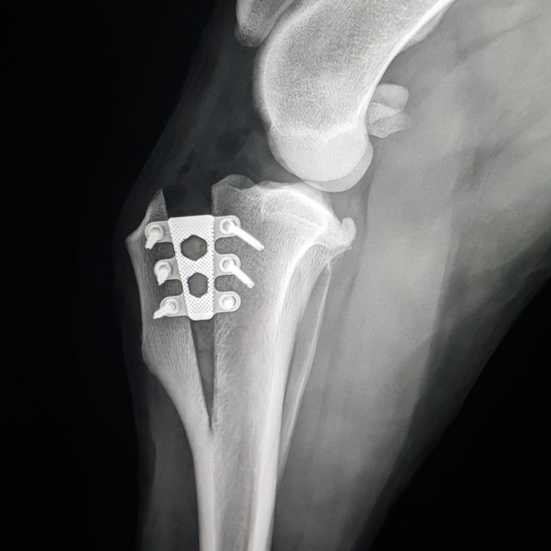 TTA RAPID X-Ray (Carolien Huismann-Wildeman)
