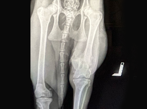 2 - Saving the Wild Caracal’s Femur Fixed with LeiLOX Plate