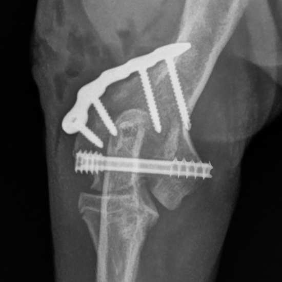 LeiCOM X-Ray_Dr Samoy_Case 220524_sq