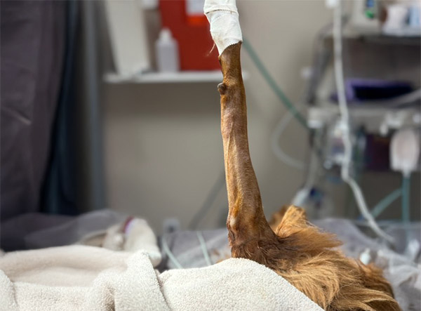 1 - Fracture Case LeiLOX 2.0 mm Titanium Locking Plate - Dr. Jeff Mayo