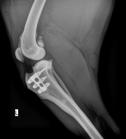 TTA-RAPID-16-Mon-post-OP