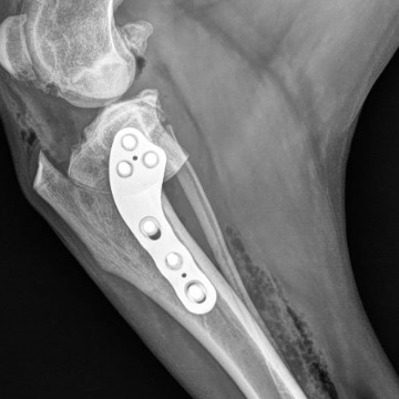 TPLO Swing X-Ray_IMG-20220114-WA0005_sq_jpg