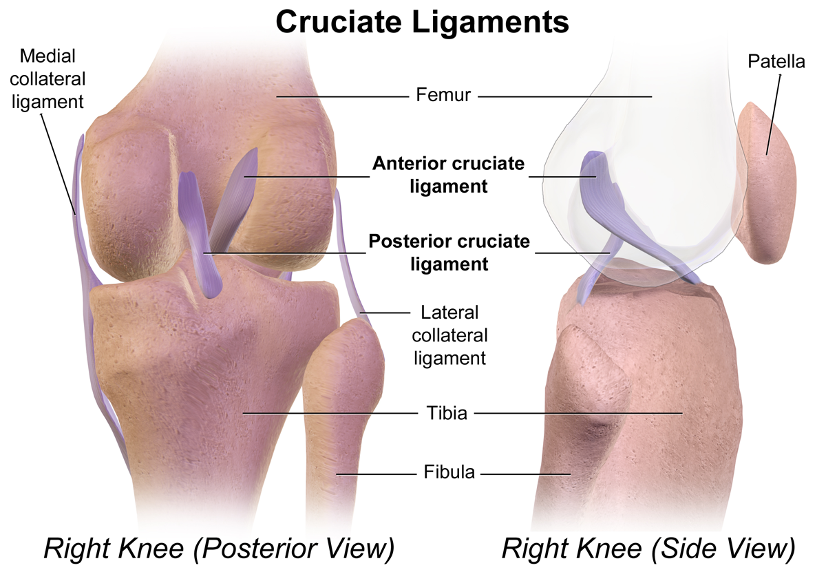 Cruciate_Ligaments
