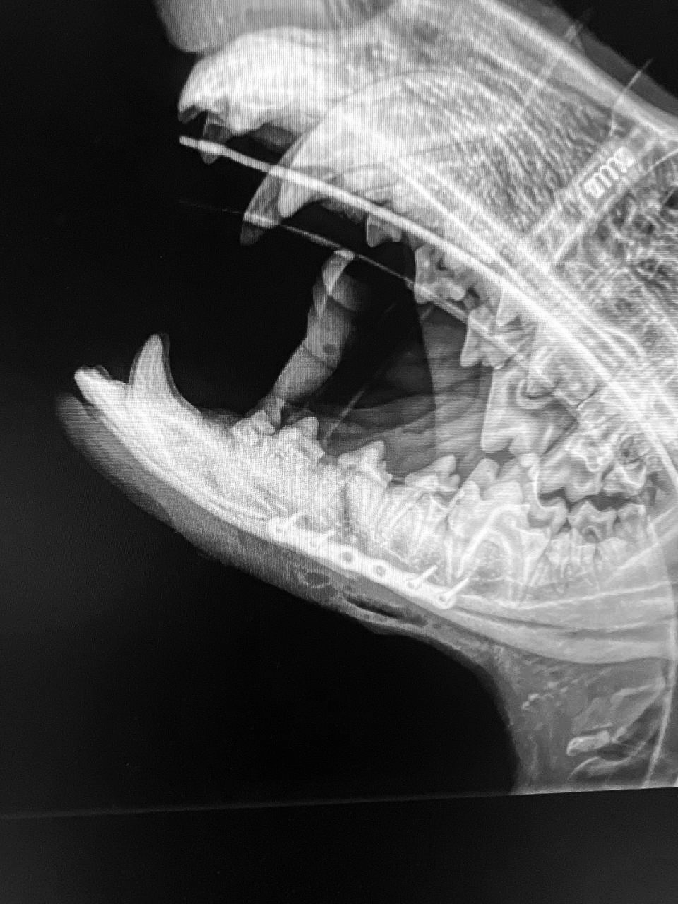 Dr Ilya Zhuravchak_X-Ray_1(ed)