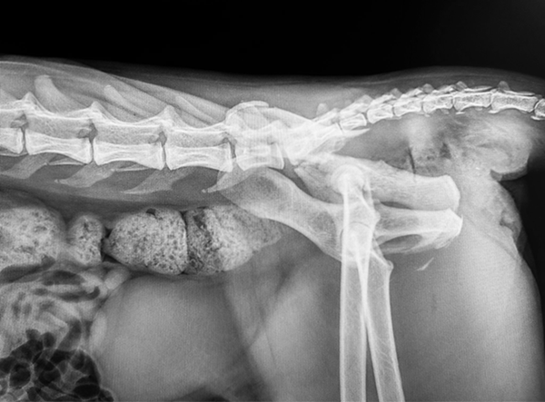 Matan Or_Cat with comminuted Illium and Acetabulum Fracture_3