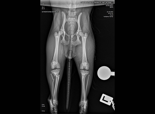 3 - Dr. Weber - 1.5mm RL-TPLO Platte Kopie