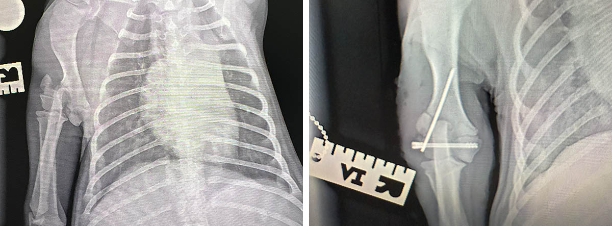 Mailing Banner - Nicole Mayne Rescure Puppy