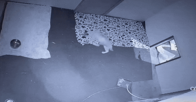 Saving the Wild Caracal’s Femur Fixed with LeiLOX Plate - GIF