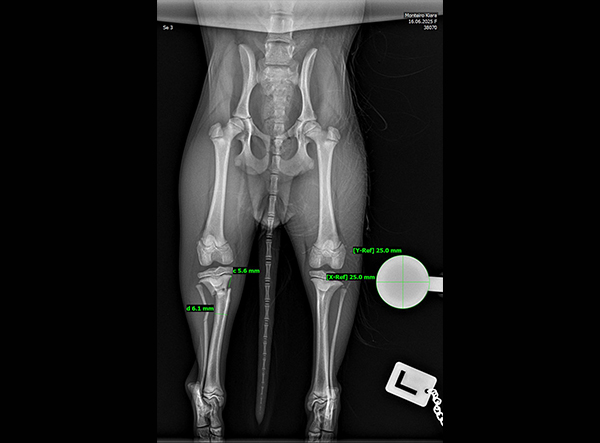 5 - Dr. Weber - 1.5mm RL-TPLO Platte Kopie