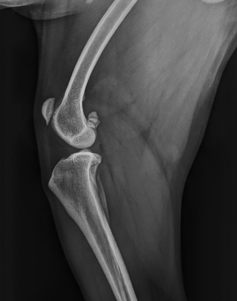 Tibetan Terrier lateral_Dr. Emile Pickee