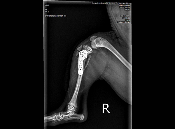 7 - Dr. Weber - 1.5mm RL-TPLO Platte Kopie