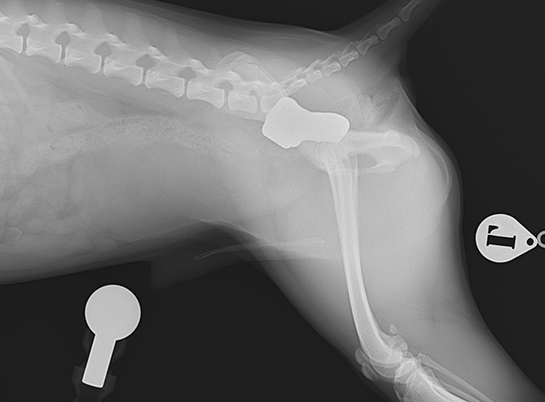 2 - 3D HIP Surgery Iba Shinu