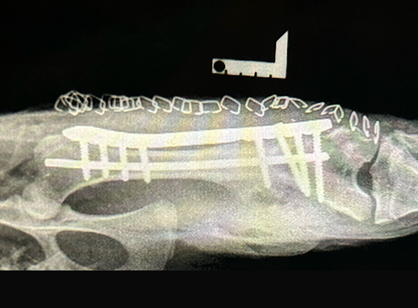 4 - Saving the Wild Caracal’s Femur Fixed with LeiLOX Plate